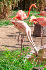 Beautiful flamingos in zoological garden