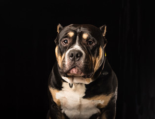Male of Dog of American Bully breed on a black background