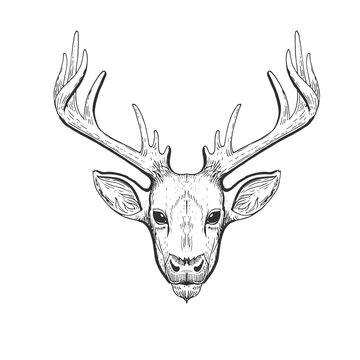 Vector vintage deer head in engraving, scratchboard style. Hand drawn illustration with animal portrait isolated