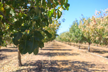Fototapeta na wymiar pistachio, cultivation, harvesting , original farming