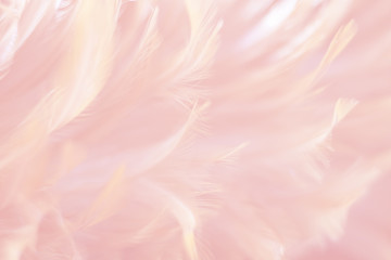 Blur Bird chickens feather texture for background, Fantasy, Abstract, soft color of art design.