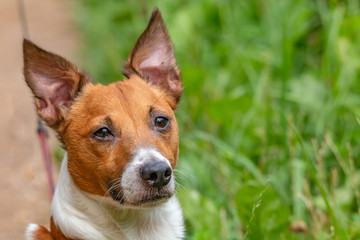chien jack russel terrier