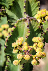 Details eines Kaktus, Blüte, Stachel