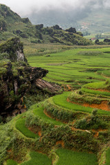Terraced rice fields in Sapa Vietnam