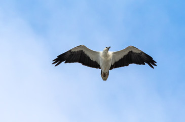 White-bellied sea eagle flying with it's wings fully open on a sunny day