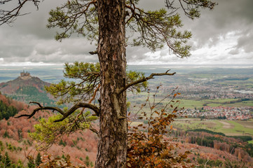 Knorrige Kiefer auf dem Raichberg vor Alblandschaft mit Regenwolken  bei Hechingen