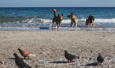 Dogs walking at the beach near the black sea