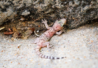 Gran-Canaria-Rieseneidechse, Kanareneidechse, Gekko 