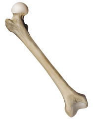 Femur Humano Vista Frontal