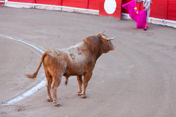 Bullfight, Spanish deadly Spectacle where a man (torero) risks his life fighting again an angry...