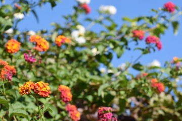 Naklejka premium Cyprus beautiful good morning