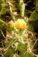 Details eines Kaktus, Blüte, Stachel