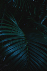 Palm leaves, vertical