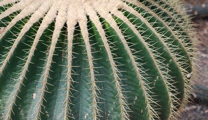 kaktus kakteen im botanischen garten