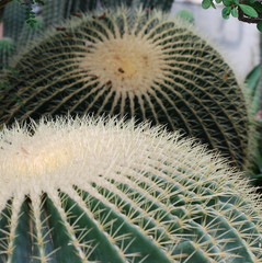 kaktus kakteen im botanischen garten