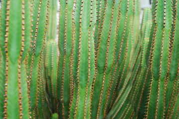 kaktus kakteen im botanischen garten