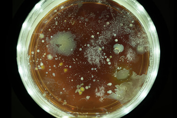 Growing Bacterial Colonies In Petri Dish