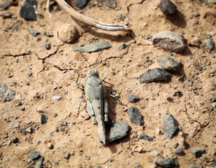 Grashüpfer, Grille auf kargen Boden
