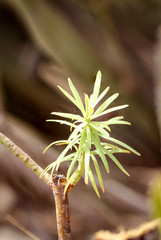 Kakteendetails, Kakteenwald