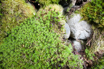 Rocks with moss 