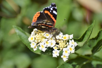 Cyprus beautiful  good morning
