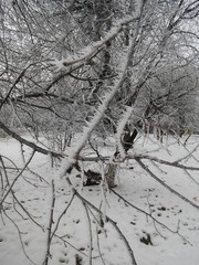 Зимние морозы