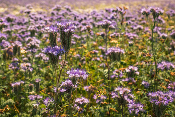 Blue Phacelia (Phacelia tanacetifolia Benth).
