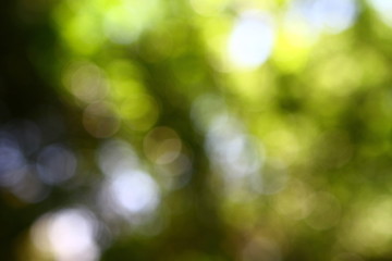 Obraz premium Bokeh natural green - yellow background. Park with trees on a sunny summer day.