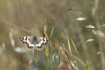 Satyridae / Anadolu Melikesi / Balkan Marbled White / Melanargia larissa