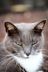 Katze, Stubentieger, Schmusekater
