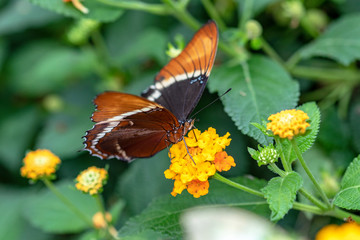 Papillon femelle Danaid Eggfly. Hypolimnas misippus sur une fleur	