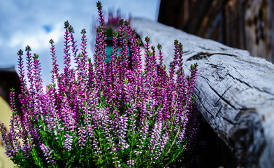 lavender on a balcon in mountain