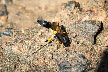 Wespe, Hornisse, Insekt