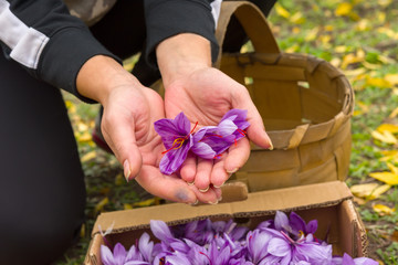 Harvest saffron flower. After collection. Handful.