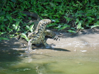 lizard on rock