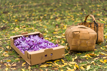 Harvest saffron flower. After collection. Baskets in the filed.