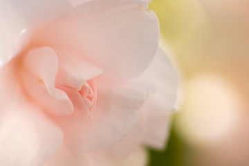 淡いピンクの花マクロ