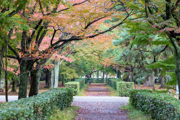 Gravel path between hedges under colorful autumn foliage in Japanese park