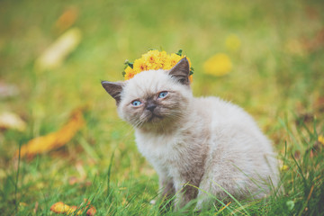 Naklejka na ściany i meble Portrait of a little siamese kitten sitting on the grass in autumn. Cat crowned with the flower wreath