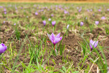 Saffron flower in the filed. Blooming saffron.