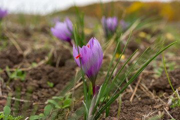 Saffron flower in the filed. Blooming saffron.