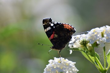 Cyprus beautiful  good morning