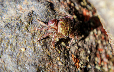 Felsenkrabbe auf einem Felsen