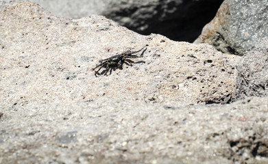 Felsenkrabbe auf einem Felsen