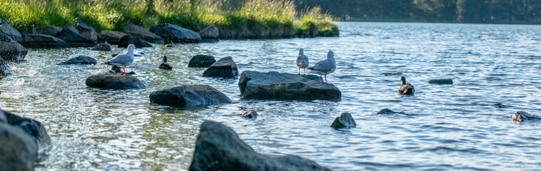 bird standing on a rock near lake