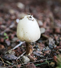 Pilz, Pilze am Waldboden 