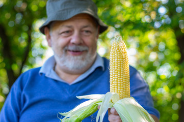 Positive portrait of senior farmer giving ripe ear of maize (shallow dof)