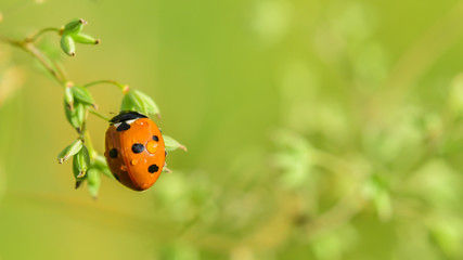 Obraz premium Macro of seven-spotted ladybug (Coccinella septempunctata) on the background of summer grass. Free copy space