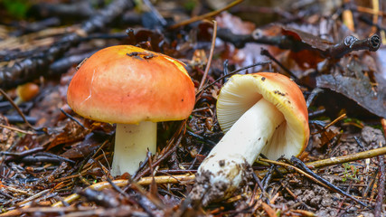 Edible mushroom gilded brittlegil (Russula aurea) in a mixed forest, close-up