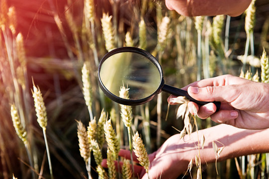 Girl looking at the ear of wheat under a magnifying glass